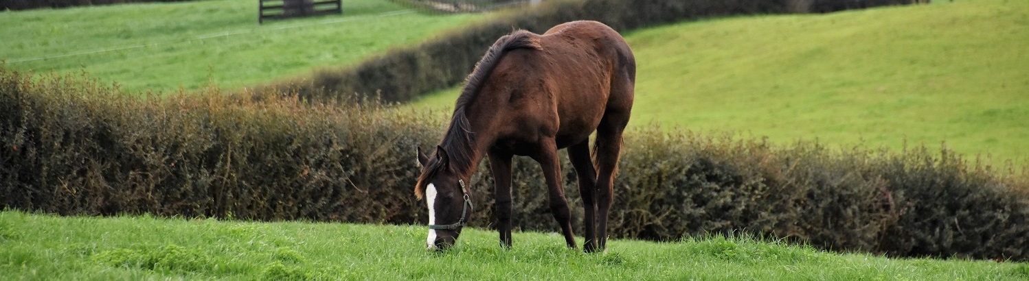 curraghmore horse 2